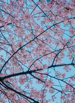 cherry blossom in spring