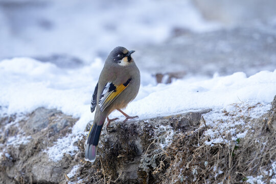 Variegated laughingthrush perched on a rock in the himalayan mountains