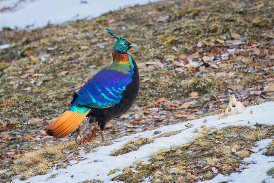 Himalayan monal on the ground on a high-elevated slope in the Himalayan mountains 