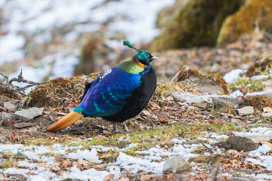 Himalayan monal on the ground on a high-elevated slope in the Himalayan mountains 