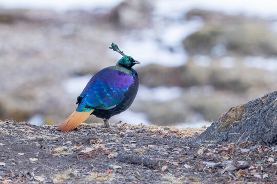 Himalayan monal on the ground on a high-elevated slope in the Himalayan mountains 