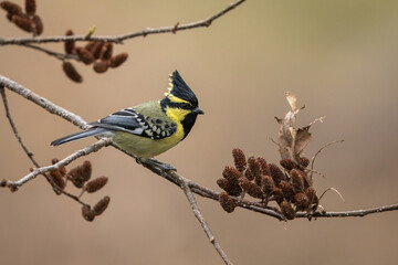 Himalayan black-lored tit perched on a branch © Wim