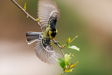 Himalayan black-lored tit taking off from a branch © Wim