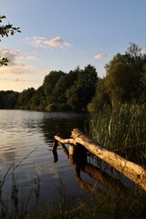 Sucha gałąź nad jeziorem © Adam