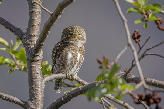Collared owlet perched on a branch in the Himalayan forest
