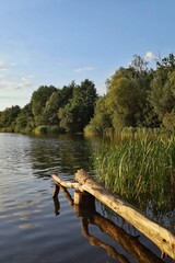 Sucha gałąź nad jeziorem © Adam