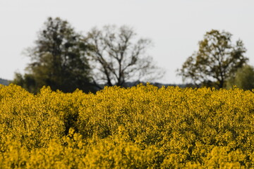 Obraz premium rape field with blue sky