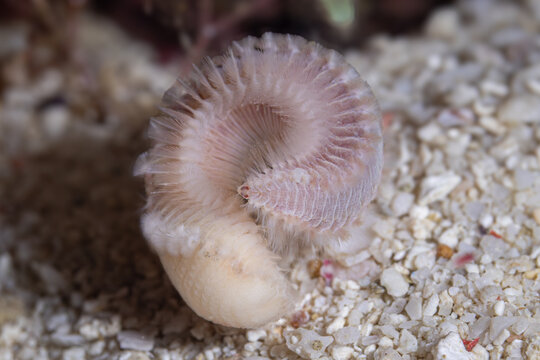 Bearded fireworm @ Romblon, The Philippines