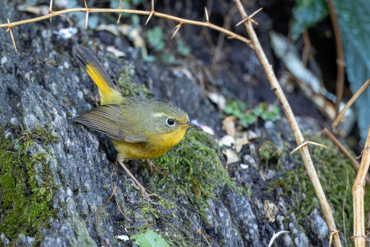 Golden bush-robin perched on a rock 