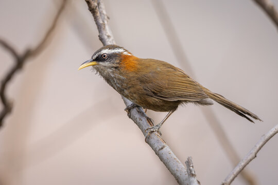 Streak-breasted scimitar-babbler perched on a branch