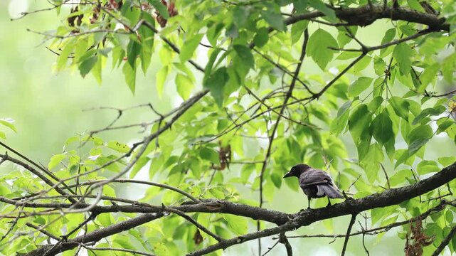 quiscal bronz&eacute; sur une branche