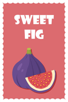 Sweet Fig Illustration. Hand Drawn Flat Vector Poster with Fresh Fig Fruit for Food Packaging and Branding