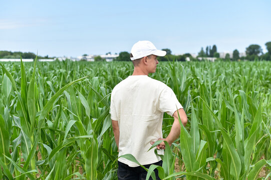 A rear view of a man standing inside a vast green cornfield surveying the crop growth. The agricultural field consists of healthy young maize plants under a bright sky.