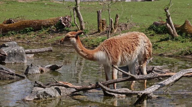 Vicunas, Vicugna Vicugna, relatives of the llama which live in the high alpine areas of the Andes