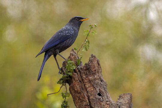 Blue whistling-thrush perched on a trunk