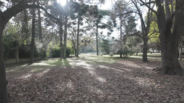 Subjective camera path through the leaf carpeted ground in Paseo del Bosque, La Plata, Buenos Aires, Argentina. D-Log M, 10-bit color, flat log profile.