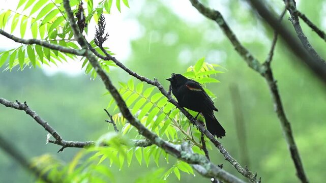 Close-up of a red-winged blackbird singing on a branch during heavy rain before flying away.