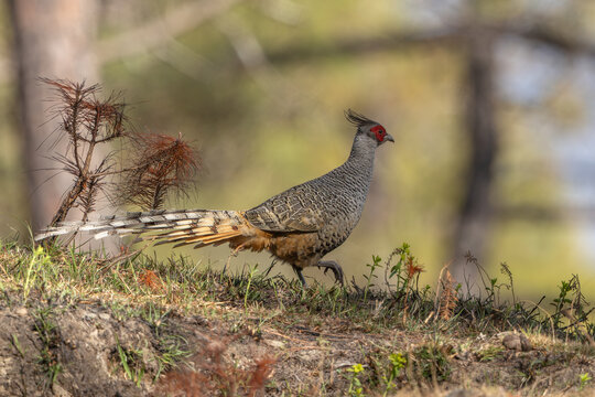 Cheer pheasant on a Himalayan hill in Northern India