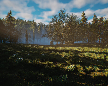 Meadow with grass and ferns in a misty dense forest with fir trees under a cloudy sky. 3D render.