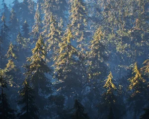 Dense fir tree forest in fog. Aerial shot. 3D render. © ysbrandcosijn
