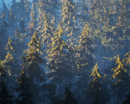 Dense fir tree forest in fog. Aerial shot. 3D render.