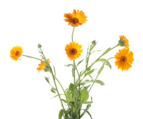Fototapeta premium Beautiful calendula flowers with leaves isolated on white