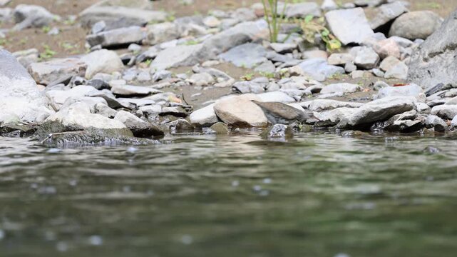 chevalier grivel&eacute;, Actitis macularia, sur le bord d'une rivi&egrave;re