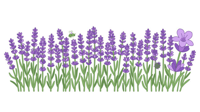 Ilustraci&oacute;n vectorial de un campo de flores de lavanda p&uacute;rpura con tallos verdes y peque&ntilde;as abejas volando sobre un fondo blanco aislado para dise&ntilde;o decorativo