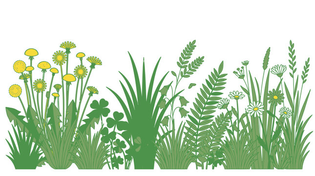 Ilustraci&oacute;n vectorial de un borde de pradera con flores silvestres, dientes de le&oacute;n amarillos, margaritas blancas, helechos y diversas hierbas verdes sobre un fondo blanco aislado.