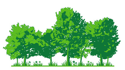 Fototapeta premium Illustrazione vettoriale stilizzata di una fila di alberi verdi rigogliosi con chiome dettagliate e prato erboso, isolata su sfondo bianco per progetti grafici di design naturale.