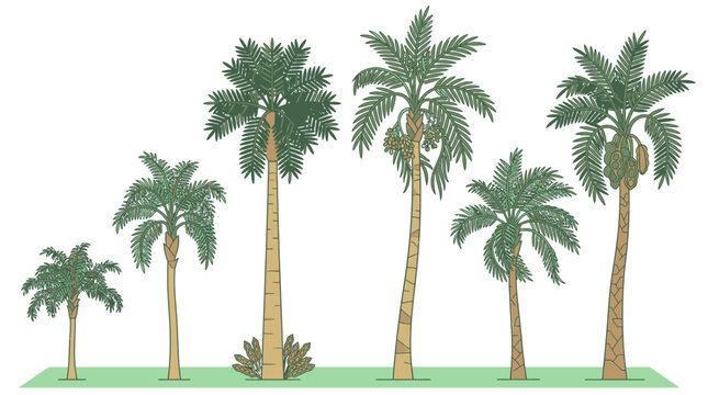 Conjunto de seis palmeras tropicales de diferentes alturas y especies ilustradas con estilo bot&aacute;nico sobre un fondo blanco aislado para dise&ntilde;o gr&aacute;fico y decoraci&oacute;n