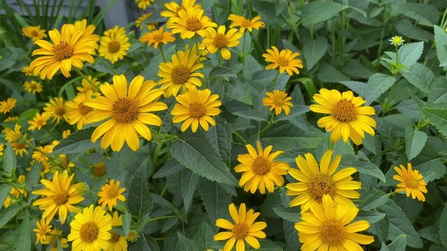 Heliopsis helianthoides perennial flowers with bright yellow petals and green leaves growing outdoors creating vibrant scene.