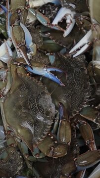 Freshly caught live blue crabs moving in a bucket