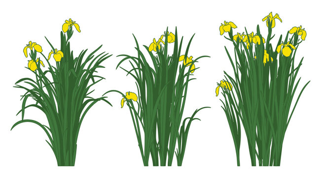 Conjunto de tres ilustraciones vectoriales de lirios amarillos con hojas verdes largas y delgadas sobre un fondo blanco aislado para dise&ntilde;o gr&aacute;fico y decoraci&oacute;n floral.