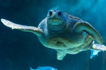 Green Sea Turtle Swimming Underwater in Blue Aquarium © Bonjour_raw