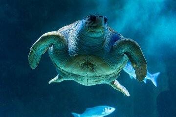 Green Sea Turtle Swimming Underwater in Blue Aquarium © Bonjour_raw
