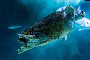 Green Sea Turtle Swimming Underwater in Blue Aquarium © Bonjour_raw