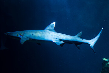 Fototapeta premium Bull Shark, Close-up of a bull shark (Carcharhinus leucas) swimming through deep blue aquarium water. Powerful marine predator captured in motion with detailed body shape and natural underwater lighti