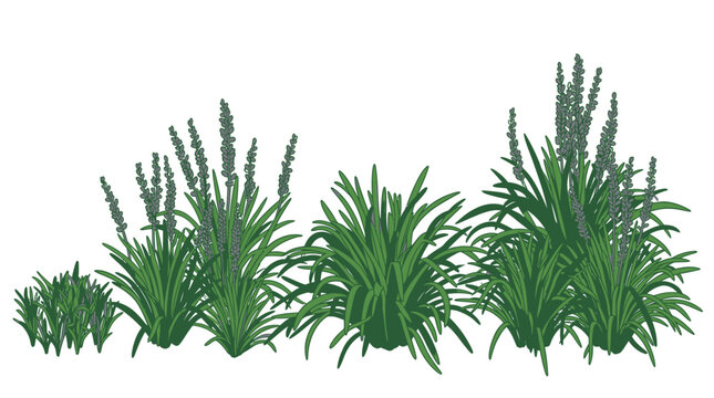 Illustrazione vettoriale di cespugli di erba verde e piante ornamentali con foglie lunghe e sottili, isolati su sfondo bianco per progetti di design paesaggistico e giardinaggio.
