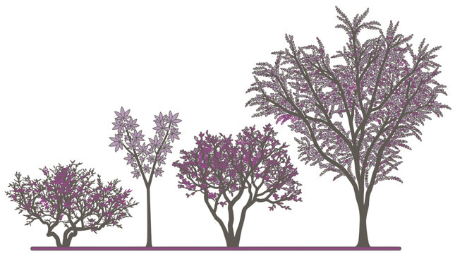 Conjunto de ilustraciones vectoriales de &aacute;rboles con flores de color p&uacute;rpura y violeta sobre un fondo blanco aislado, perfectas para dise&ntilde;o gr&aacute;fico y proyectos de paisajismo.
