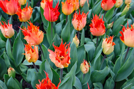  Rote und orangefarbene gefranste Tulpen 'Beauty of Leo' im Fr&uuml;hlingsgarten     ,red and yellow tulips
