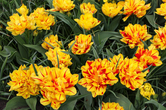  Gelb-rote gef&uuml;llte Tulpen der Sorte Monsella im Garten, Fr&uuml;hlingsblumen Hintergrund  ,yellow and orange flowers