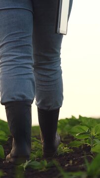 Agriculture, Farmer s daily routine, walking among the plants, wearing protective footwear, working with a tablet, caring for new crops, nurturing every sprout, observing for improvements, conducting