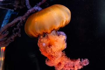 Glowing Jellyfish © Bonjour_raw