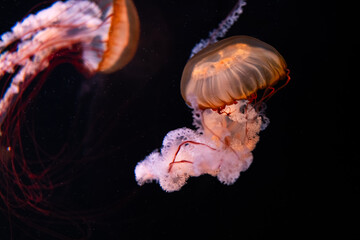 Glowing Jellyfish © Bonjour_raw