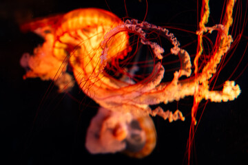 Glowing Jellyfish © Bonjour_raw