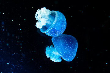 Glowing Jellyfish © Bonjour_raw