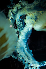 Glowing Jellyfish © Bonjour_raw