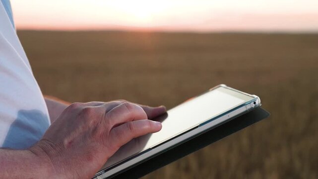 farmer works digital hand tablet wheat field, agriculture, modern wheat harvesting, industrial farming technologies, agronomist with digital tablet in golden grain field, digital agriculture in action