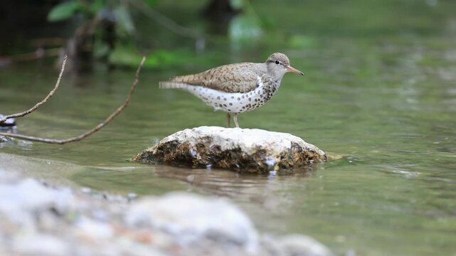chevalier grivel&eacute;, Actitis macularia, sur le bord d'une rivi&egrave;re